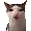 Стикер Коты ъеъ