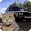 Коты и машины