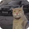 Стикер Коты и машины