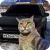 Стикер Коты и машины