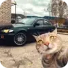 Стикер Коты и машины