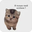 котячьи пикчи