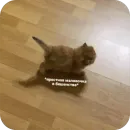 Стикер котячьи пикчи