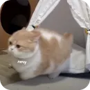 Стикер котячьи пикчи