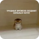Стикер котячьи пикчи