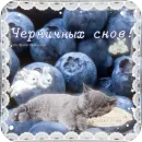 Котячие открытки
