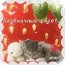 Стикер Котячие открытки