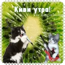 Стикер Котячие открытки