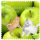 Стикер Котячие открытки