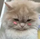 Kotya kot