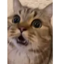 Стикер Котята