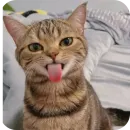 Стикер Котята