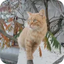 Стикер Котята