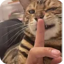 Стикер Котята