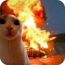 Котятки