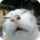 Стикер Котятки