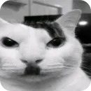 Стикер Котятки