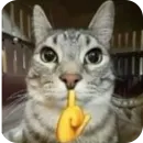 Стикер Котятки