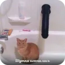 Стикер Котыкы