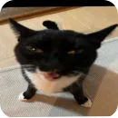 Стикер Котыкы