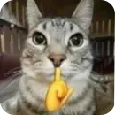 Стикер Котыкы