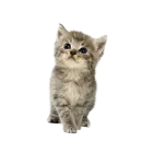 Стикер Котенки