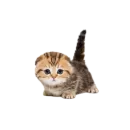 Стикер Котенки