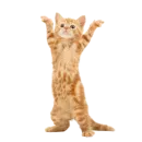 Стикер Котенки