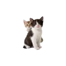 Стикер Котенки