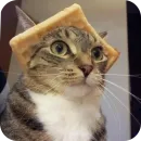 Стикер Смешные котики