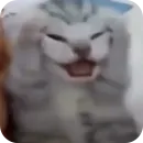 Стикер Смешные котики