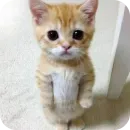 Стикер Смешные котики