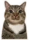 Kucing