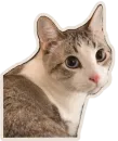 Стикер Kucing