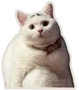 Стикер Kucing