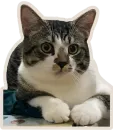 Стикер Kucing