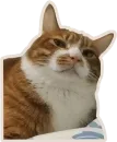 Стикер Kucing