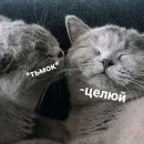 КотикЦмок