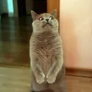 Стикер КотикЦмок