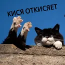 Стикер КотикЦмок