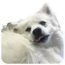 Nixie the Spitz