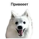 Стикер Nixie the Spitz