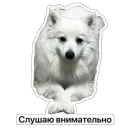 Стикер Nixie the Spitz