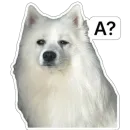 Стикер Nixie the Spitz