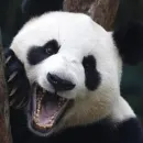Lazy Panda