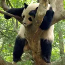 Стикер Lazy Panda