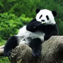 Стикер Lazy Panda