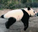 Стикер Lazy Panda