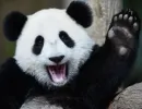 Стикер Lazy Panda