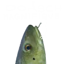 Le Dorsch magnifique